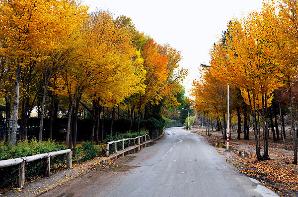 Nazhvan Forest isfahan 4 | اکو کمپ متین آباد • درناتریپ ✈️