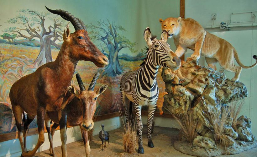 موزه طبیعت و حیات وحش دارآباد تهران | جاهای دیدنی اردبیل • درناتریپ ✈️