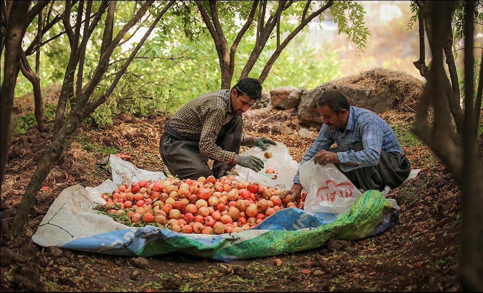 برداشت انار در روستای ژیوار کردستان