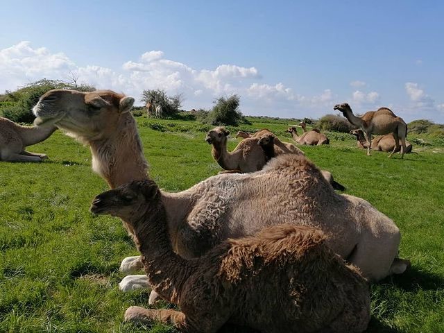 ملی نایبند | عسلویه • درناتریپ ✈️