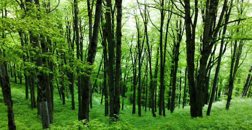 Hyrcanian mixed forests | • درناتریپ ✈️