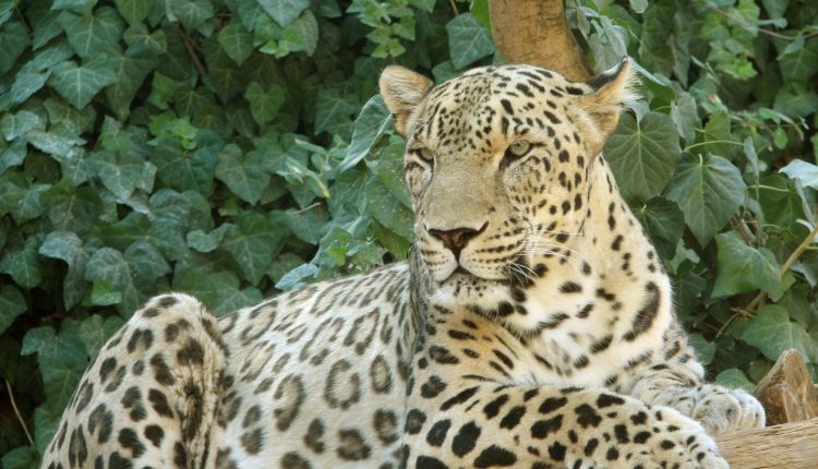 Persian Leopard sitting | • درناتریپ ✈️