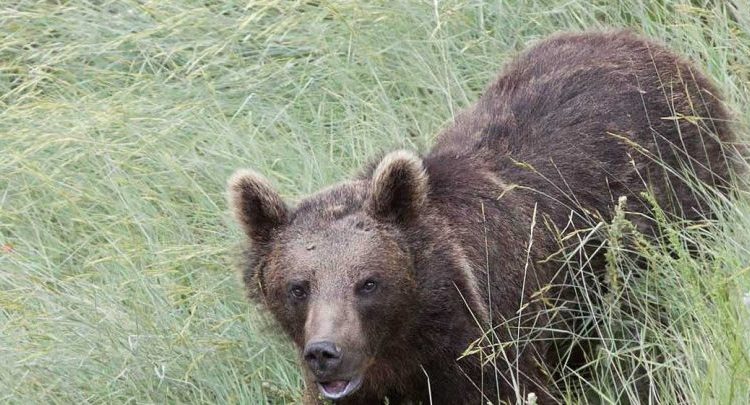 brown bear of iran 780x405 1 | • درناتریپ ✈️