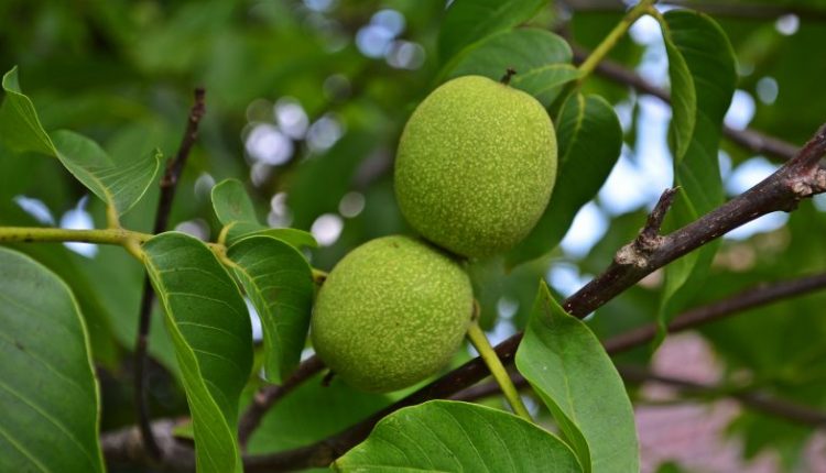 tree nature branch plant fruit leaf 710448 pxhere.com 815x450 1 | • درناتریپ ✈️