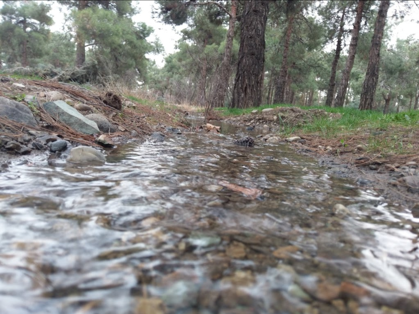 جوی آب پارک جنگلی خرگوش دره