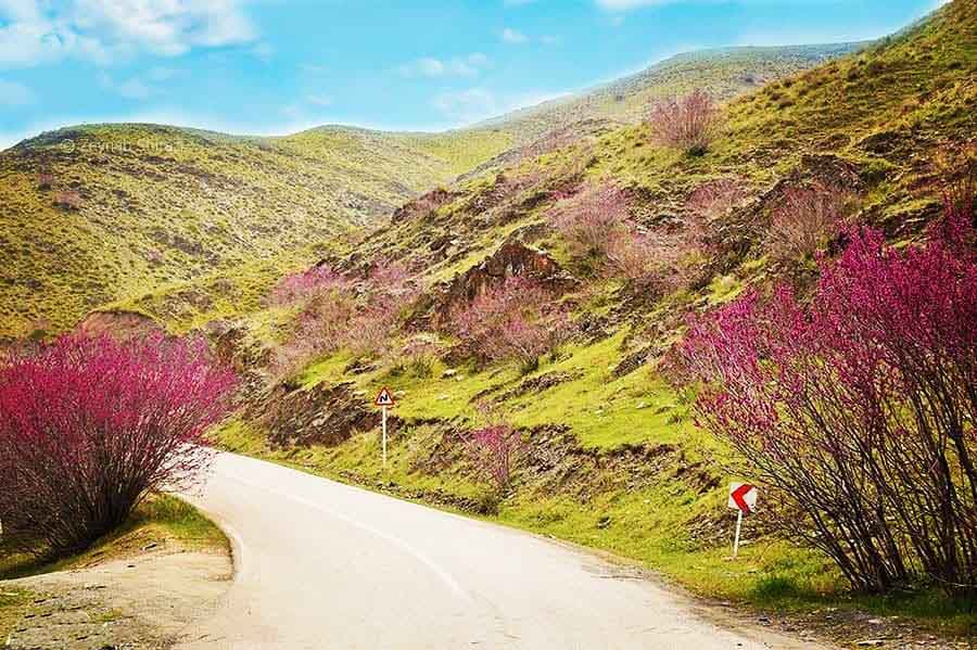 ارغوان.jpgیی | دشت ارغوان مشهد • درناتریپ ✈️