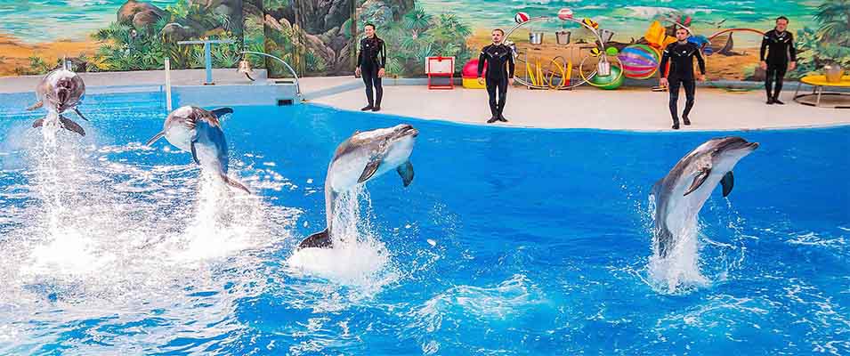 dolphin park kish1 | جاهای دیدنی هرمزگان • درناتریپ ✈️