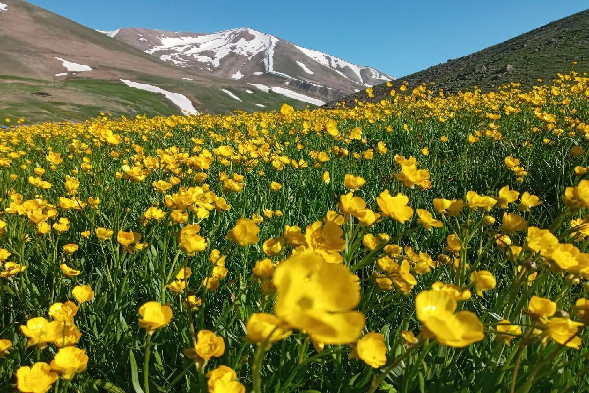 کوه سهند