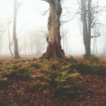 جنگلهای مه آلود هیرکانی