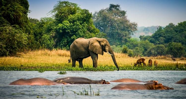 Uganda Wildlife 750x400 1 | گردشگری حیات وحش • درناتریپ ✈️