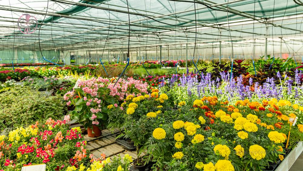 grow ornamental herbs | روستای گره بان کرمانشاه • درناتریپ ✈️